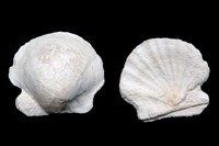 pecten deshayana